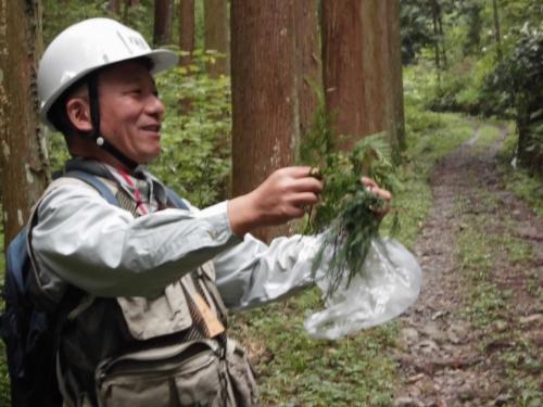 ヒノキとサワラ、スギの葉を比較している画像