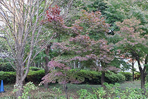 いこいの森公園内の色づいた木々