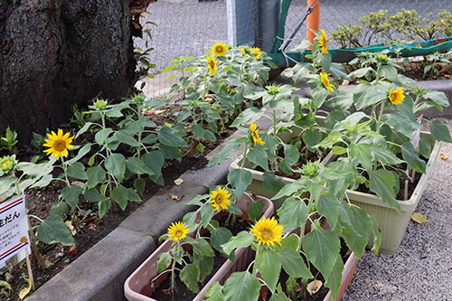 ひまわり花だんの写真