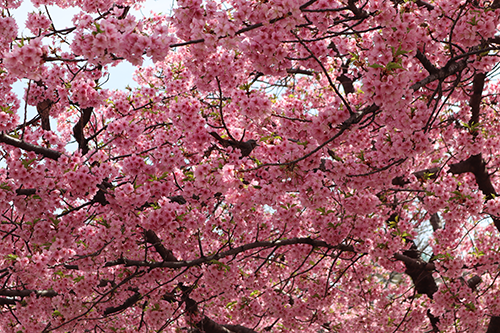 桜の中にいる鳥