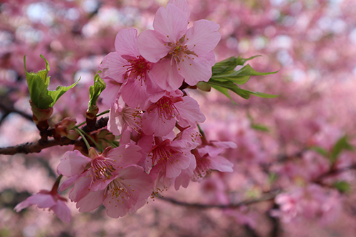 河津桜の花