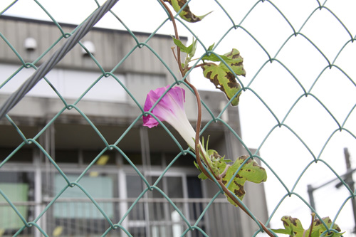 あさがおの花