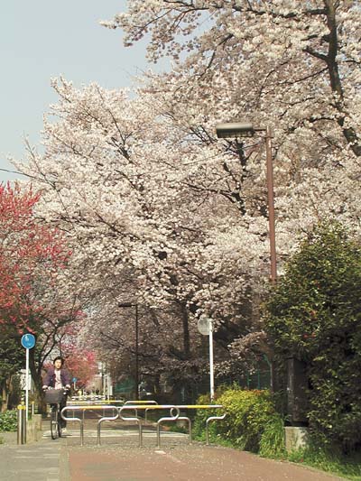 写真：多摩湖自転車道の桜