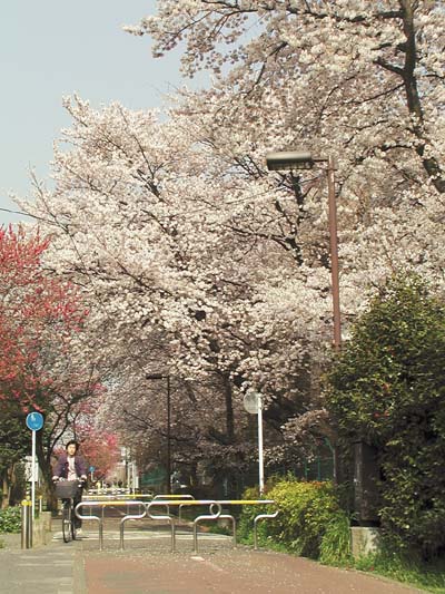 写真：多摩湖自転車道の桜