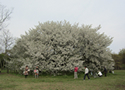 N 向台・小金井公園コース 写真