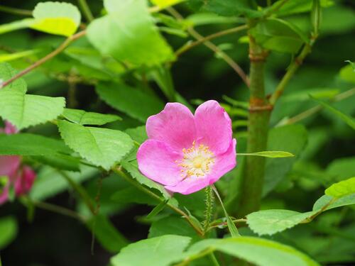 高山植物オオタカネバラ