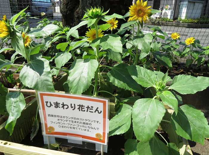 写真；ひまわりの花