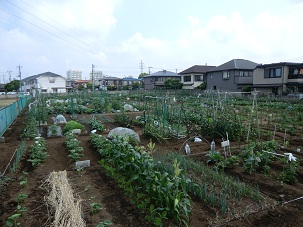 市民農園の様子