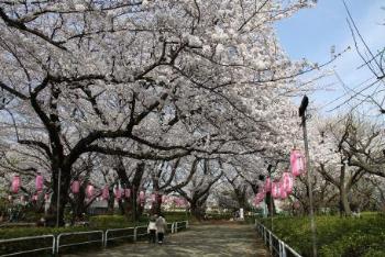 文理台公園のさくら