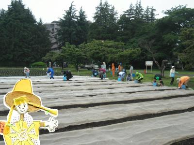 寒冷紗を留めていたピンをはずしています。