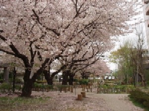 写真：さくら公園